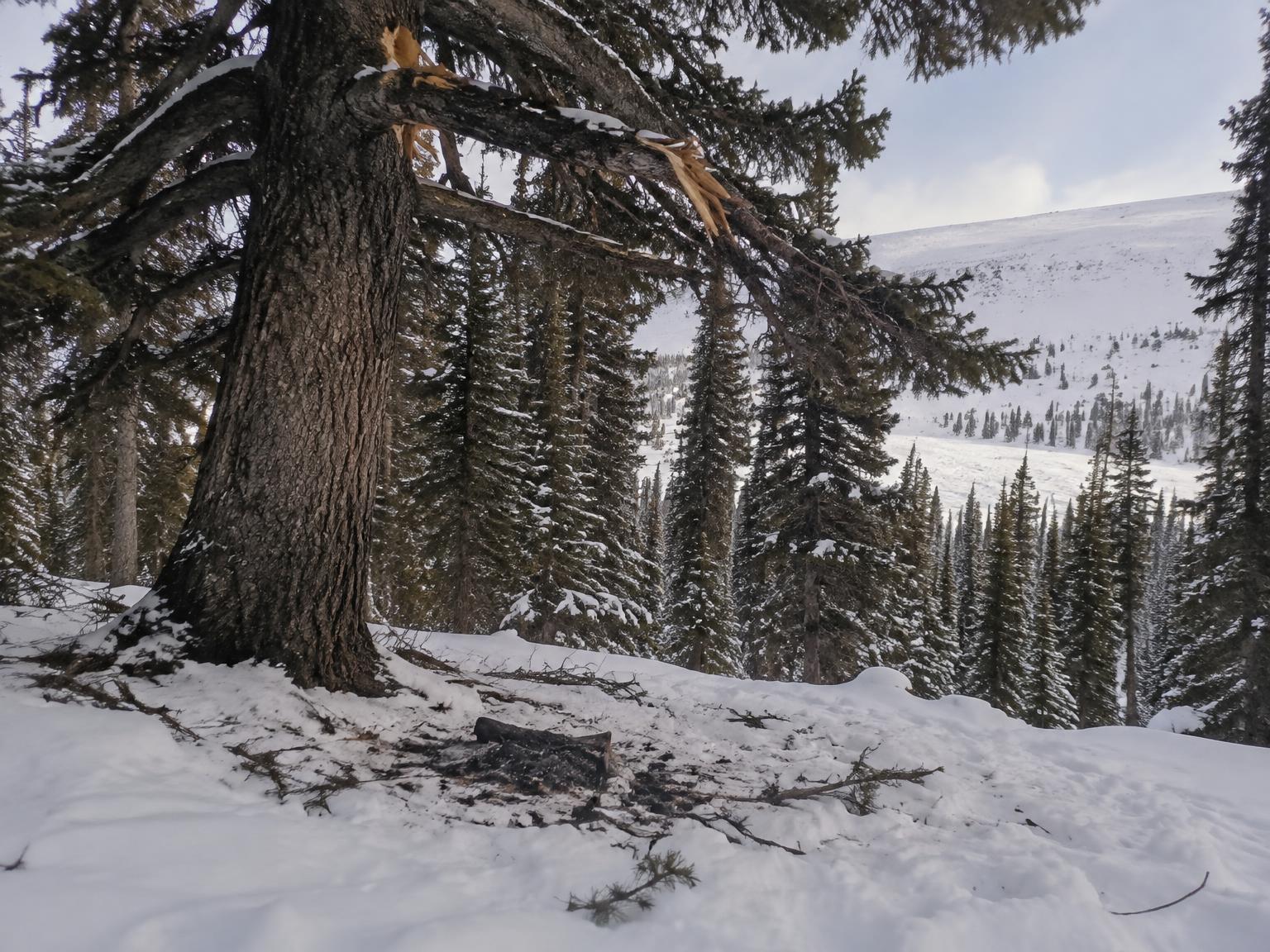 Documentary-style reconstruction of the cedar, broken branches and extinguished fire below Dyatlov Pass